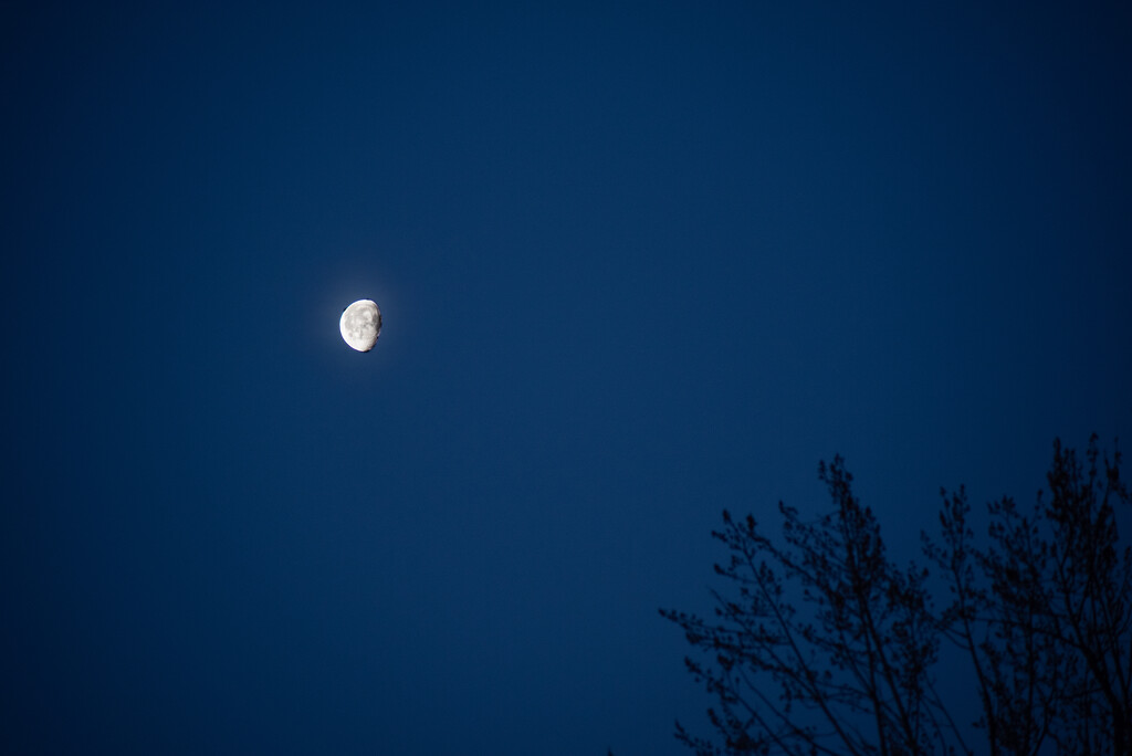 Morning Moon by darchibald