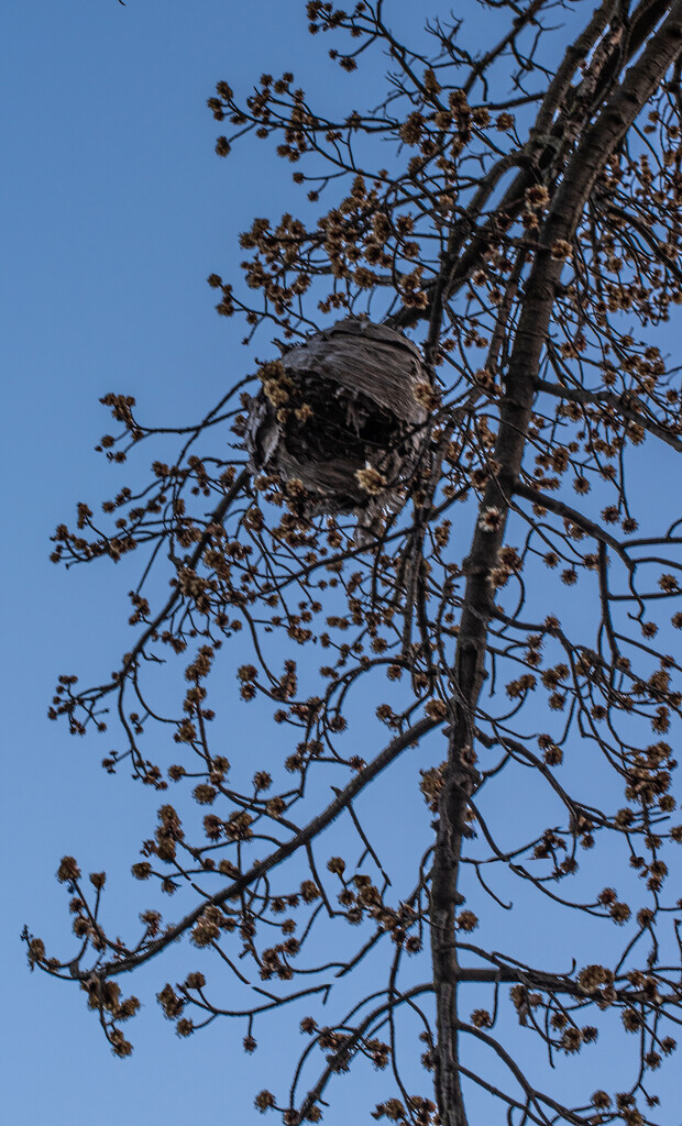 Hornet's Nest  by darchibald