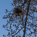 Hornet's Nest 
