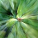 leafy green