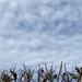 Buzzards