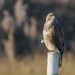 Buzzard
