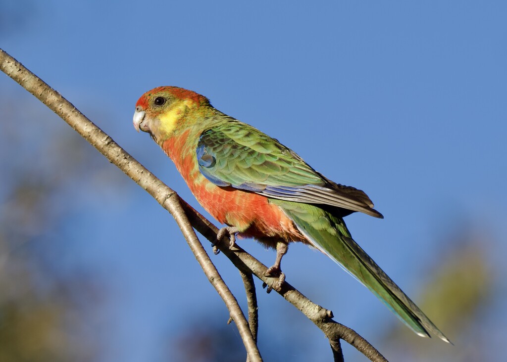 Western Rosella P3202446 by merrelyn