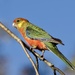 Western Rosella P3202446