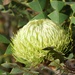 Banksia Baxteri P3152290
