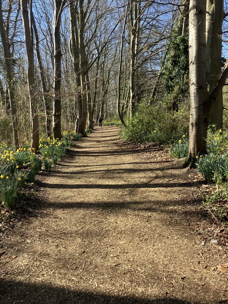 Woodland Path by foxes37