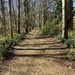 Woodland Path