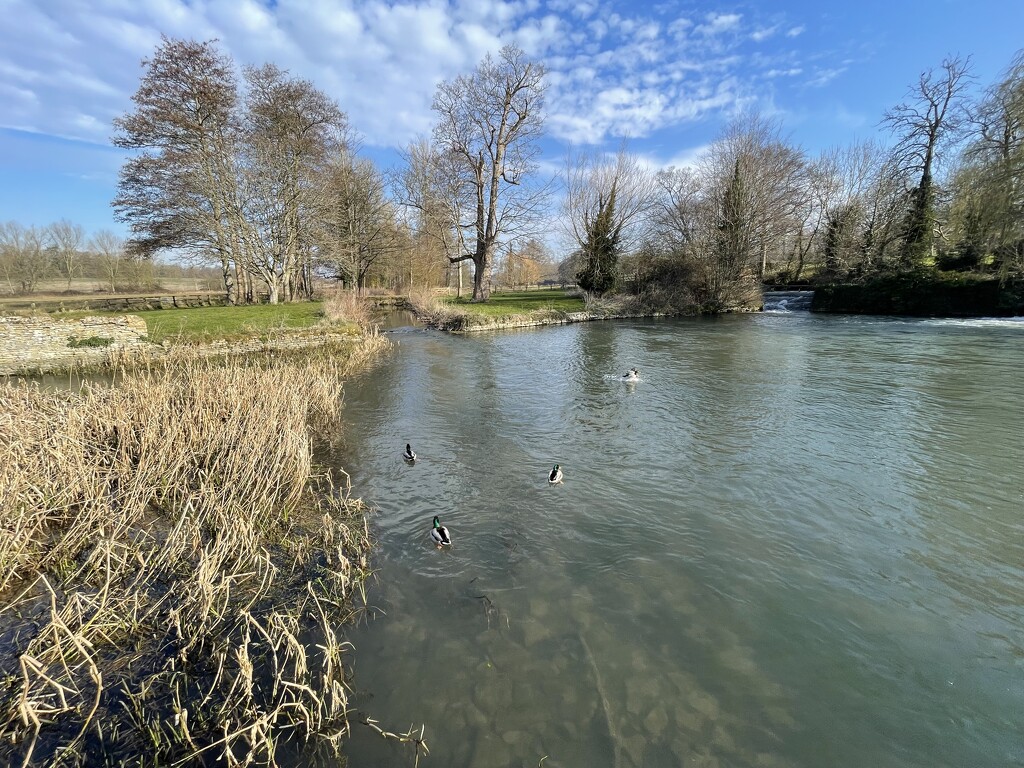 River Coln by nigelrogers