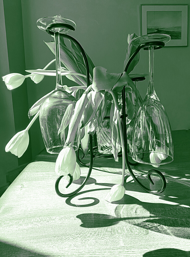 Droopy Tulips by 30pics4jackiesdiamond