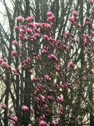 20th Mar 2025 - Magnolia