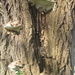Interesting fungus