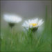 20 - First Daisies