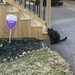 Security Cat