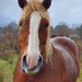 Samson the stoical horse by laroque