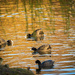 In the golden lake
