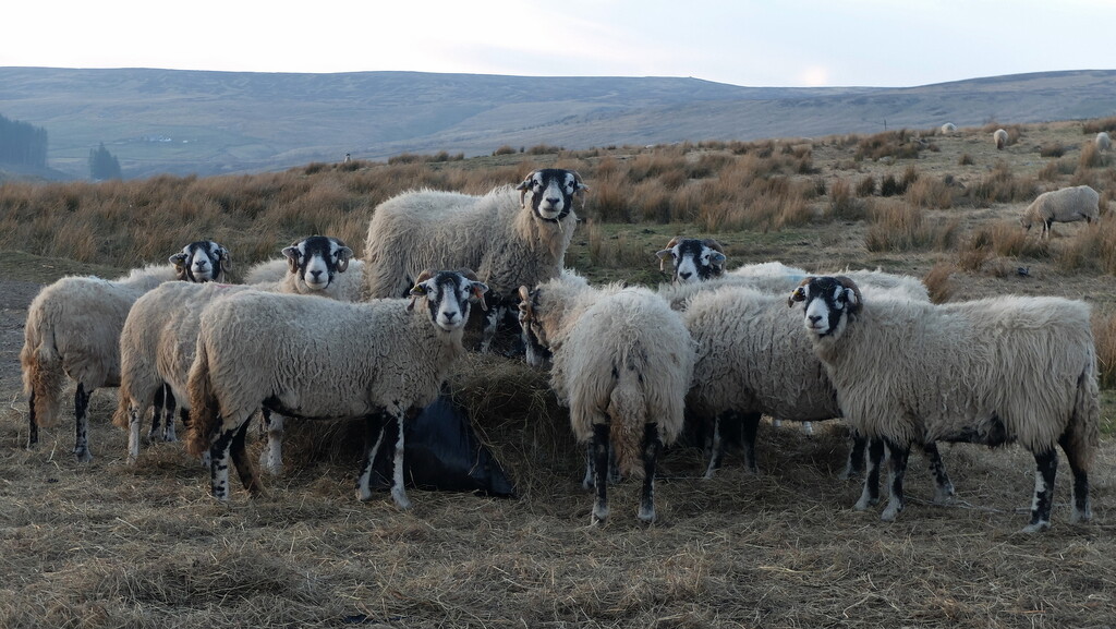 yet more sheep by minsky365