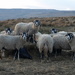 yet more sheep