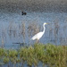 great white heron