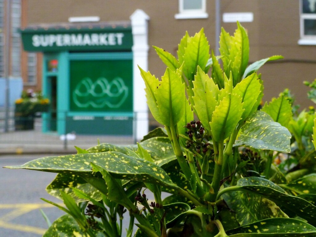 Supermarket  by boxplayer