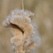 bullrush