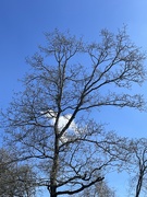 20th Mar 2025 - Half an hour outside at lunchtime!