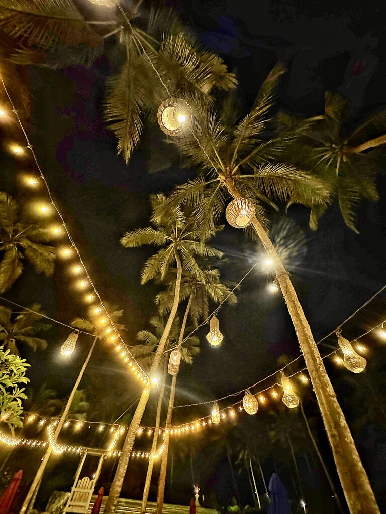 Evening lights.  by cocobella