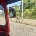 Cows on the highway. 