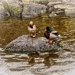 Wild ducks