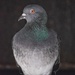 Pigeon 20/31