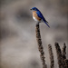 Eastern Bluebird