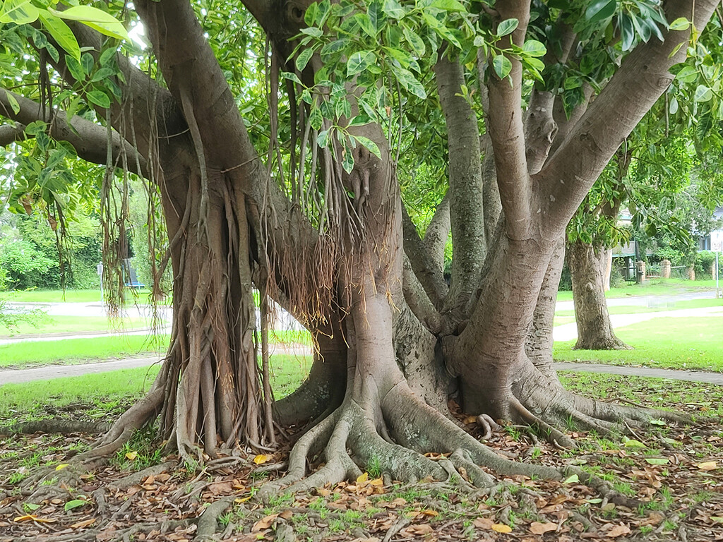 Fig Tree by onewing