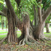 Fig Tree