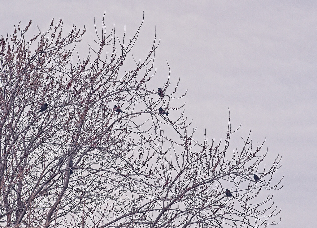 A Tree Of Grackles by gardencat
