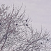 A Tree Of Grackles