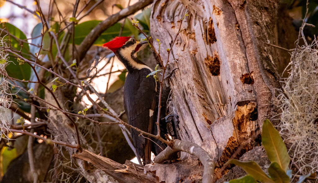 Pileated Woodpecker Making Holes! by rickster549
