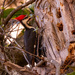 Pileated Woodpecker Making Holes!