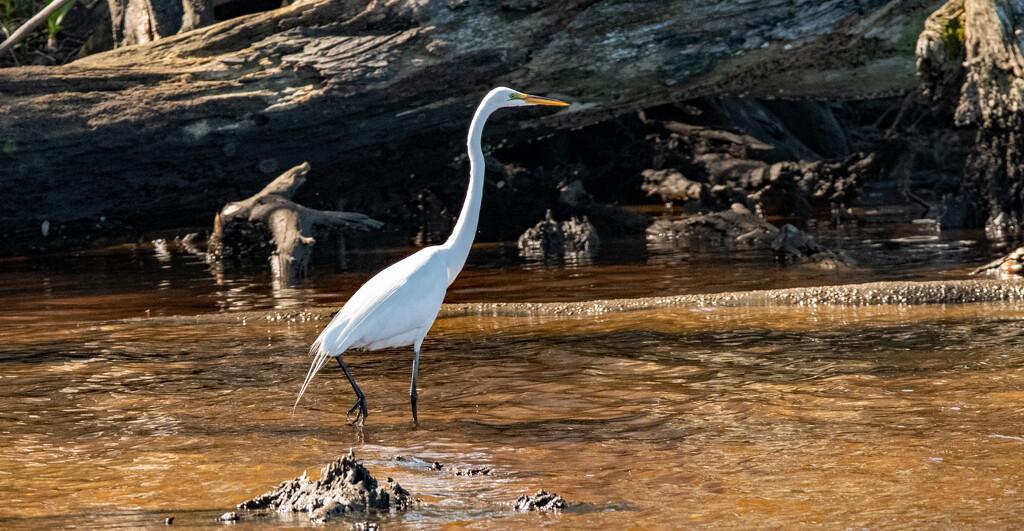 Egret Searching the Waters! by rickster549