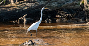 20th Mar 2025 - Egret Searching the Waters!