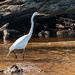 Egret Searching the Waters!
