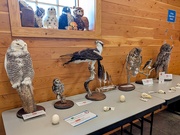 20th Mar 2025 - Teton Raptor Center
