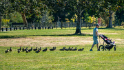 21st Mar 2025 - The Pied Piper