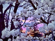 20th Mar 2025 - When Nature Resumes Her Loveliness