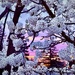When Nature Resumes Her Loveliness