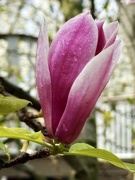 17th Mar 2025 - Think About the Green Foliage