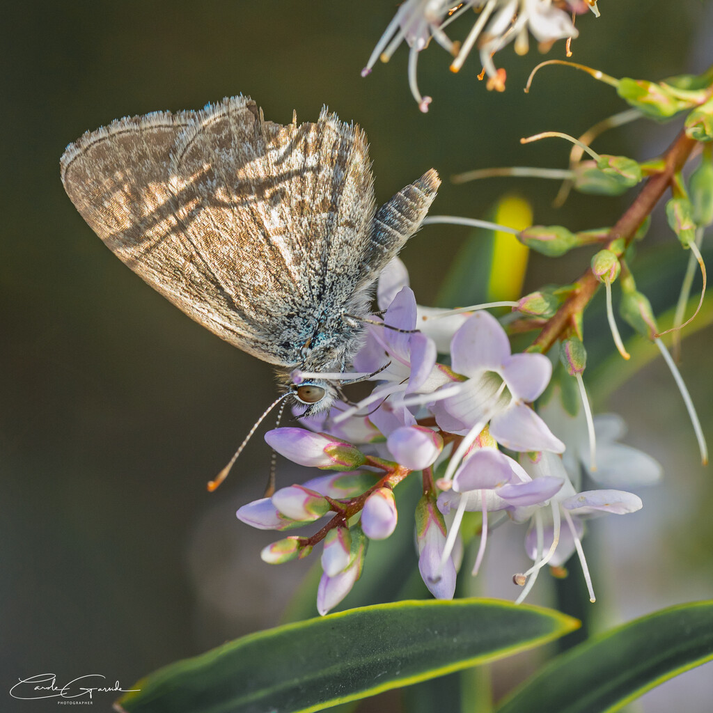 Common Blue Butterfly by yorkshirekiwi