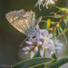 Common Blue Butterfly
