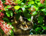18th Mar 2025 - Hiding in the Bushes