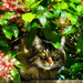 Hiding in the Bushes