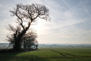 17th Mar 2025 - Spring is sprung