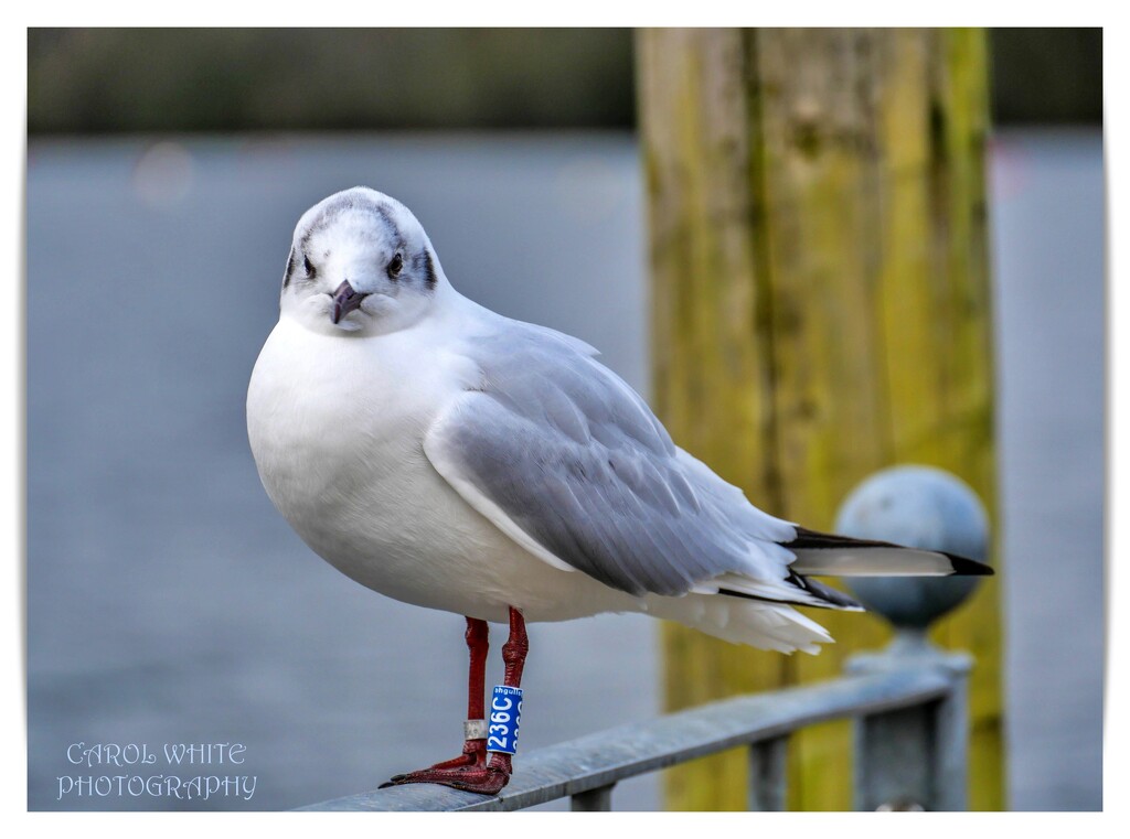 Black-Headed Gull by carolmw